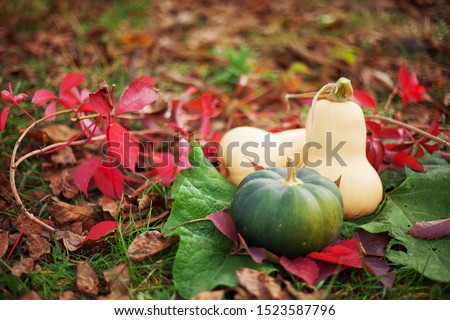 Various pumpkins in autumn red leaves. Fall pictures