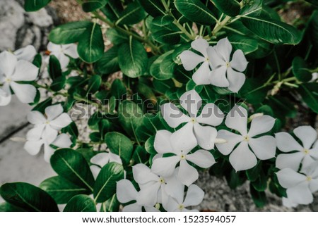 white flowers with green leaves background