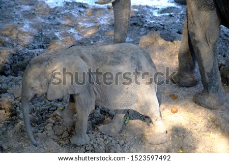 Baby elephant in Mana Pools National Park, Zimbabwe