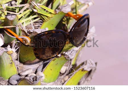Sunglasses on the palm trunk close-up.