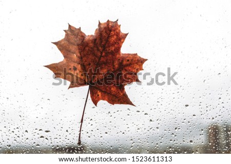Fallen maple lonely leaf on the window with raindrops in the autumn day. loneliness concept.