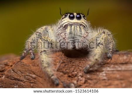 Super macro image of Jumping spider (Salticidae, Hyllus diardi female), at high magnification, Good sharpen and detailed, eye and face very clear.This wildlife insect from nature in asian thailand.