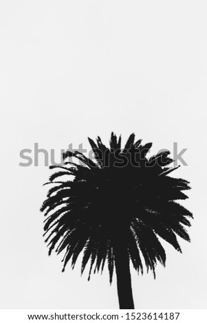 Black and white Palm Tree