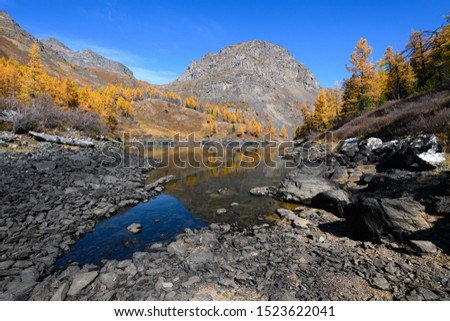 Beautiful sunny landscape of mountain lake at Altai environment with big stones, yellow larch trees grow on hill and mountain peak as background. Amazing autumn scenery view in Siberia. Altai, Russia.