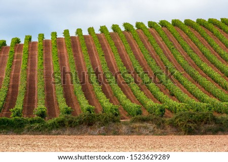 Vineyards in summer, La Rioja, Spain