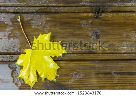 autumn background. yellow maple leaf on brown wooden boards. Rain. copy space