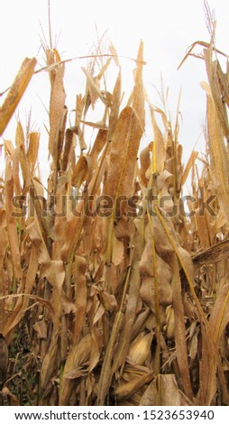 Signs of Autumn:  Dry Brown Corn Stalks Ready for Harvest