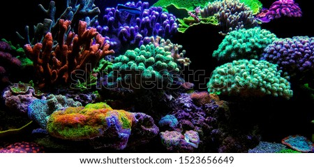 Dream Coral reef saltwater aquarium tank scene Royalty-Free Stock Photo #1523656649