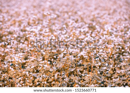 Buckwheat field in sunny day. Nature background