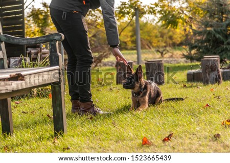 Training of a puppy german shepherd dog on a in a backyard on an autum