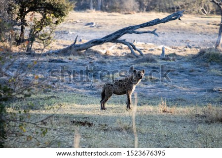 Spotted hyena walks at dawn on the African savannah in Botswana in search of an animal carcass to eat. scavengers in africa