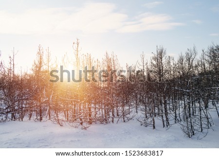 Winter forest with trees covered snow at sunny day. Winter landscape. Christmas fairytale