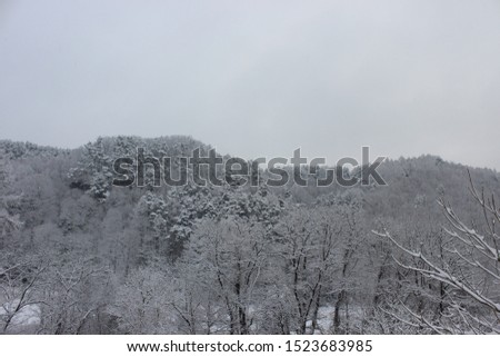 Beautiful snow natural covered trees