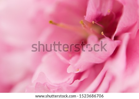 texture of a pink peach blossom macro