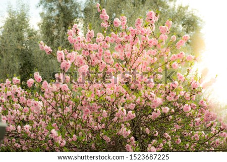 peach blossom tree top in spring	
