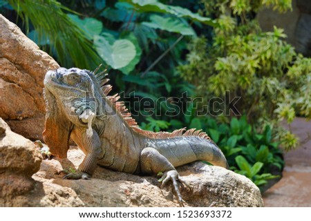 Beautiful iguana posing on the rock