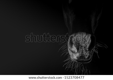 Nostrils on the muzzle of a Bay horse close-up.Black and white image. The concept of wall decor