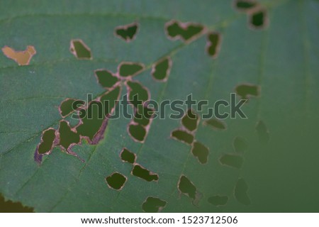 Close up of a green leaf with holes, eaten by pests or worms