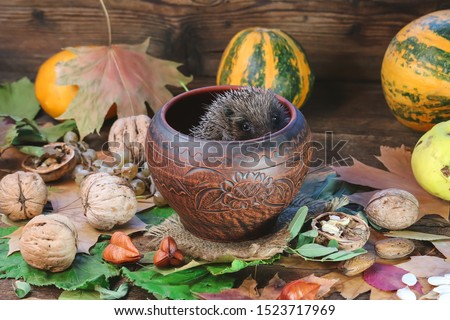 little hedgehog in a clay bowl on a wooden table with autumn attributes
