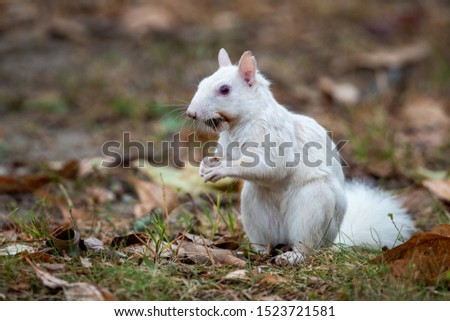 rare albino eastern gray squirrel in early fall in Olney, Illinois