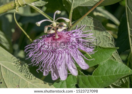 Passion flower along the park trail Royalty-Free Stock Photo #1523727098