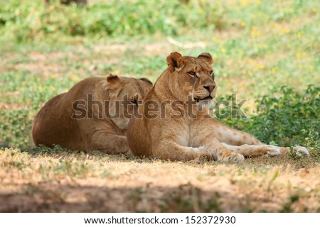 Close Up picture of lioness resting in the grass 
