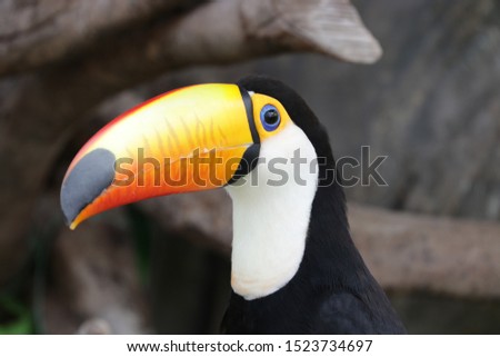 Close up Colorful Toucan Bird