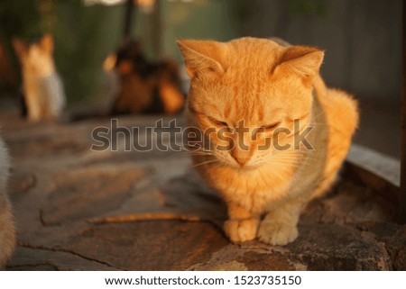 cat relax on the stone floor outdoor, sunset light