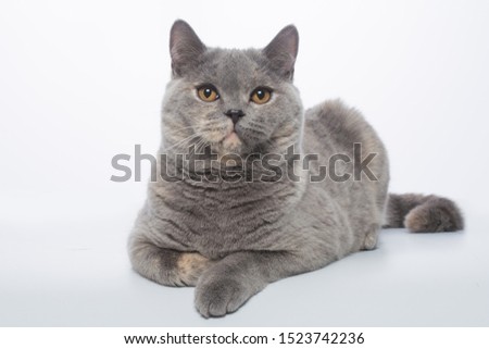 British Shorthair blue-cream tortie cat on a white background