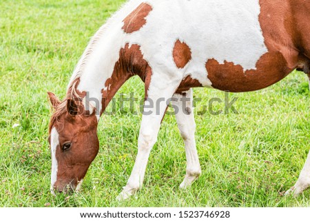 Portrait of a beautiful brown-white horse grazes in a meadow. Close-up on horse head