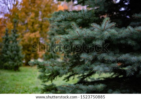 blue spruce on a background of deciduous tree
