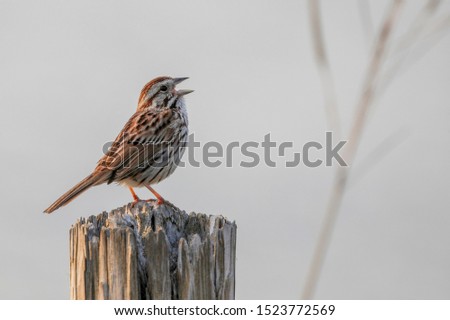 Song sparrow singing by the river Royalty-Free Stock Photo #1523772569