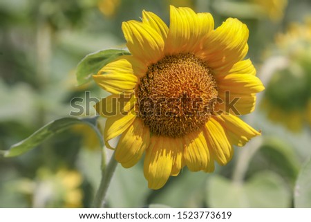 Sunflower blooming in the field Royalty-Free Stock Photo #1523773619