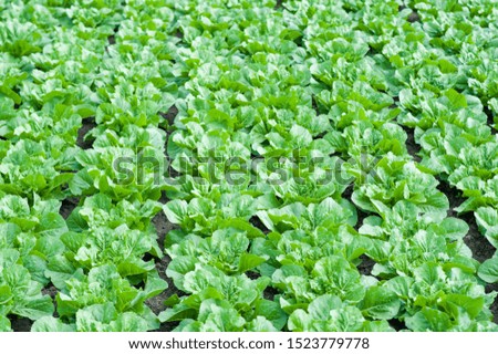 Iceberg salad with his wife in a row field under drip irrigation in the open field.
Selective focus. Concept of agronomy