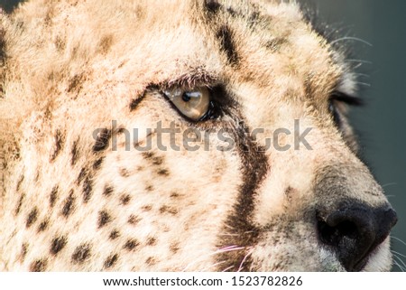 close up pic of a beautiful cheetah with light brown colour and black spots or lines in the cheek, and well detailed black snoot. the yellow eyes are very focused observing the environment around