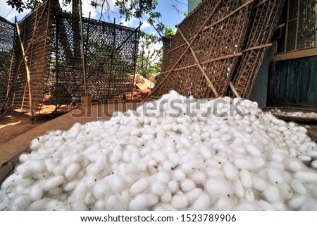 White silkworm cocoons lying in a pile, in the back woven racks for breeding, sericulture, silk farming, harvesting, Dalat capital, Central Highlands, Vietnam, Asia Royalty-Free Stock Photo #1523789906