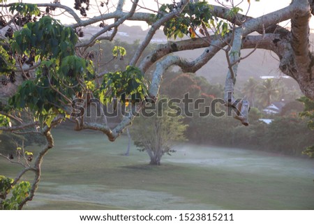 Foggy morning in the golf course looking through the tree branches