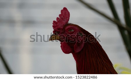 red rooster, which is taken in the morning
