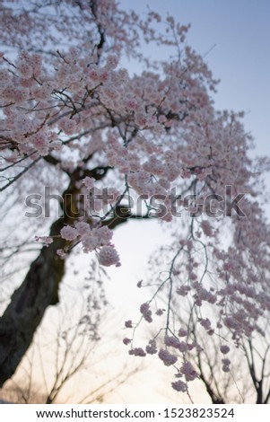 Japanese cherry blossoms and trees silhouette