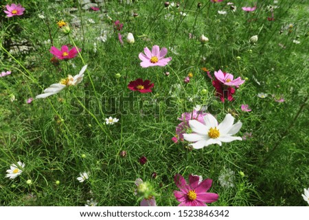 Flowers in a garden in Hokkaido, Japan