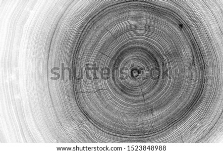 Detailed macro view of felled tree trunk or stump. Black and white organic texture of tree rings with close up of end grain. Royalty-Free Stock Photo #1523848988
