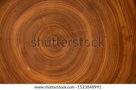 Detailed warm dark brown and orange tones of a felled tree trunk or stump. Smooth organic texture of tree rings with close up of end grain. Royalty-Free Stock Photo #1523848991