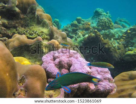 Underwater photo of beautiful corals and bright coral fish of the Indian Ocean. Diving between Thailand and Malaysia in Andaman Sea. Beauty of underwater world in tropical sea - clean and clear water