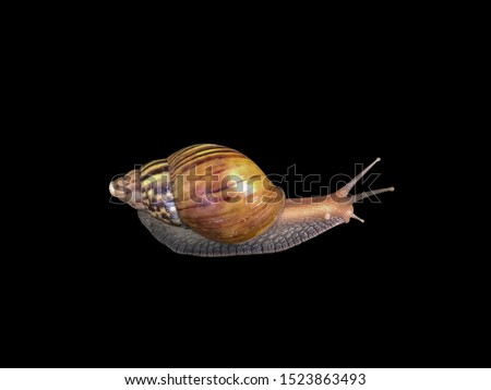 Life snail with brown shell isolated on black background with clipping path