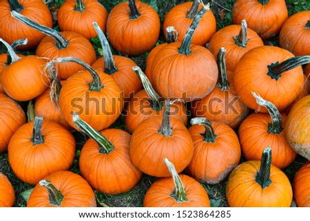 Pumpkins on farm in autumn