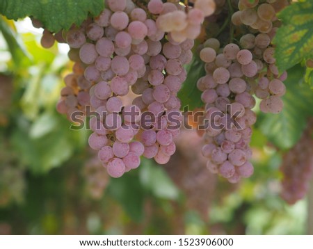 Koshu grape. Koshu grape is a famous grape for white wine in Japan. Royalty-Free Stock Photo #1523906000