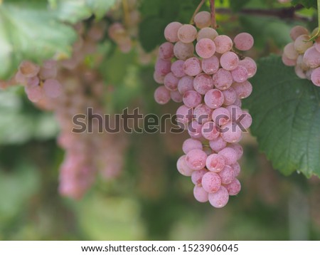 Koshu grape. Koshu grape is a famous grape for white wine in Japan. Royalty-Free Stock Photo #1523906045