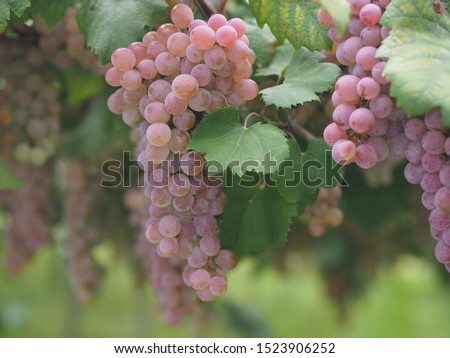 Koshu grape. Koshu grape is a famous grape for white wine in Japan. Royalty-Free Stock Photo #1523906252