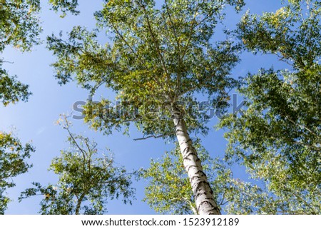 Green birch forest in the sky, summer nature landscape.