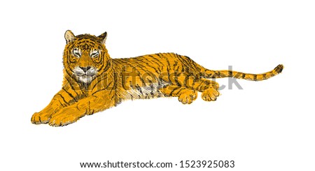 The tiger lies, sketch vector graphics colorful drawing. African wildlife doodle illustration. Portrait of a tiger.